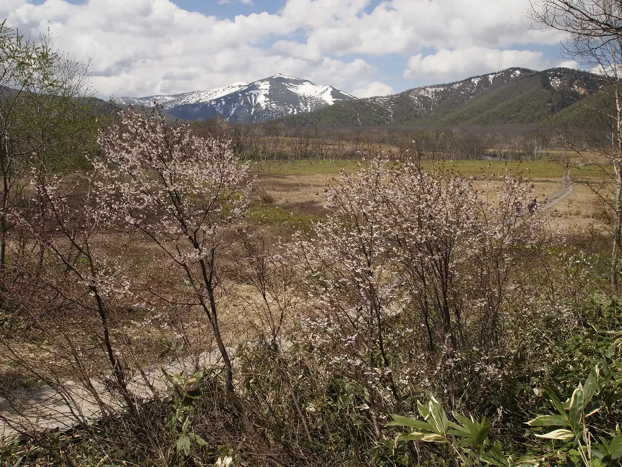 尾瀬　嶺桜（片品村）