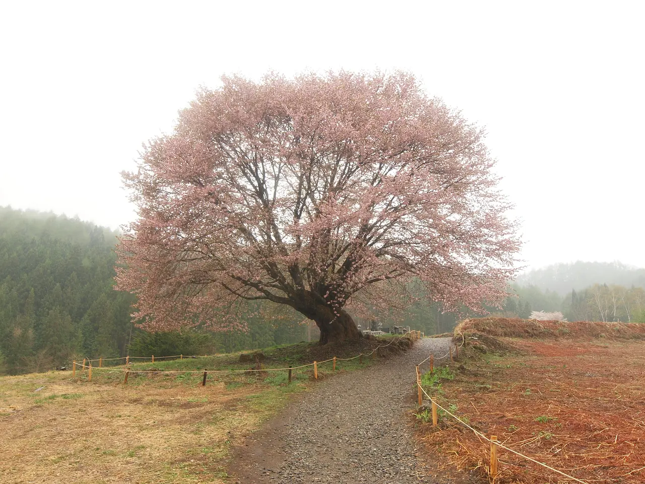 天王桜（片品村）