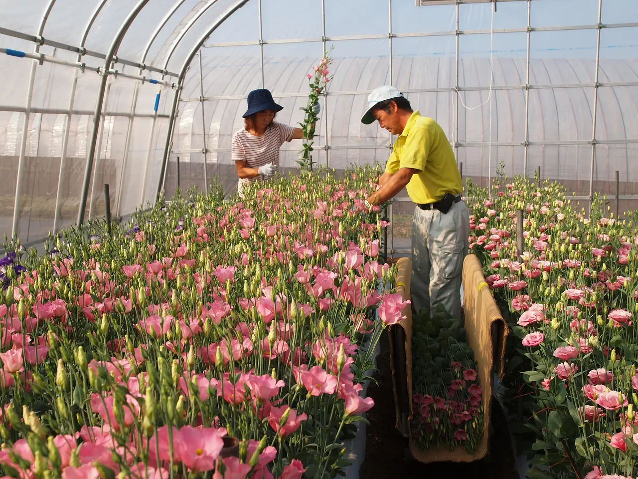 トルコギキョウ出荷（昭和村）