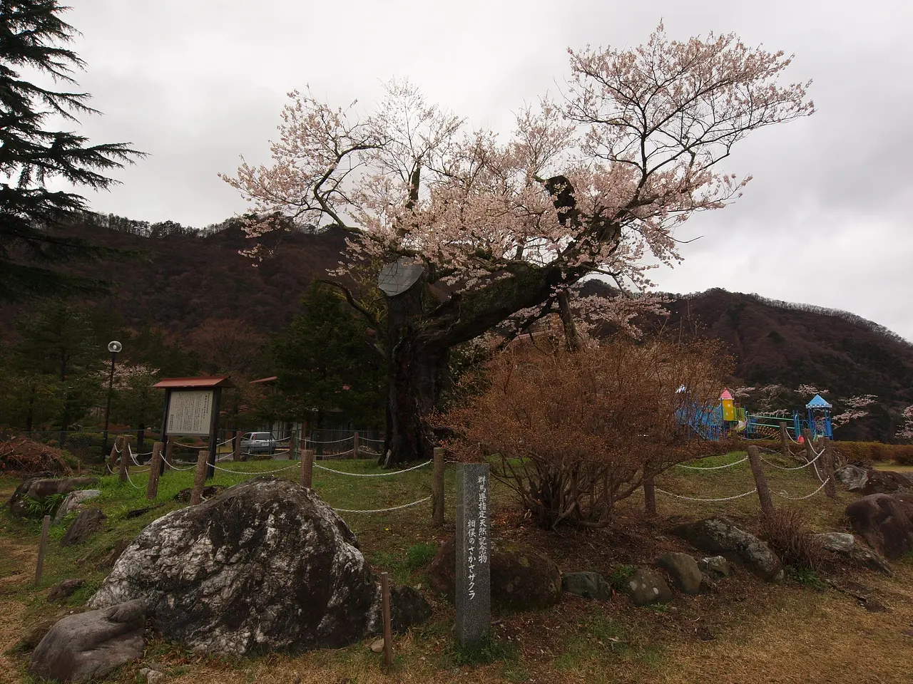 相俣のさかさザクラ（みなかみ町）