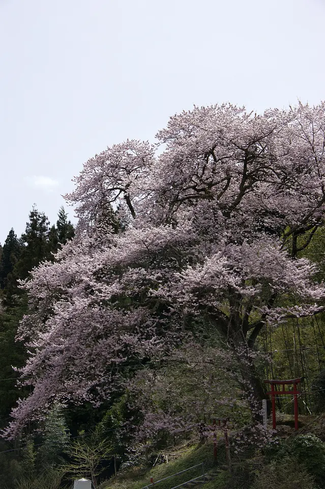 お諏訪様の桜（神流町）