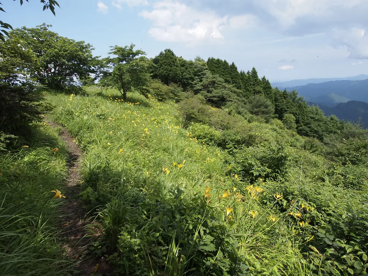 西御荷鉾山・キスゲ（2）（神流町）