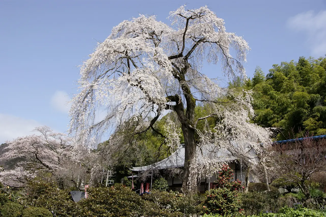 龍松寺のしだれ桜（神流町）