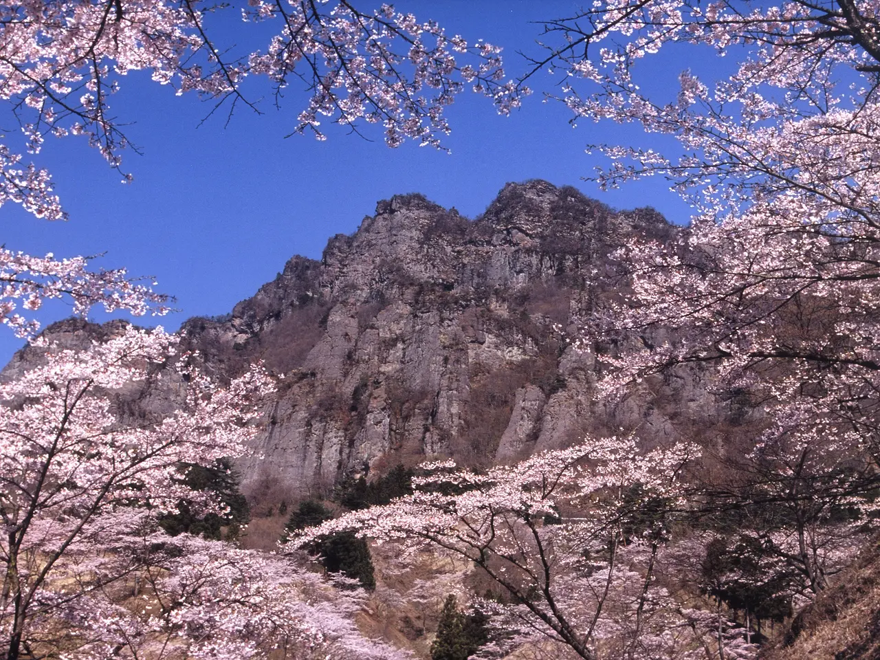 県立森林公園　さくらの里（3）（下仁田町）