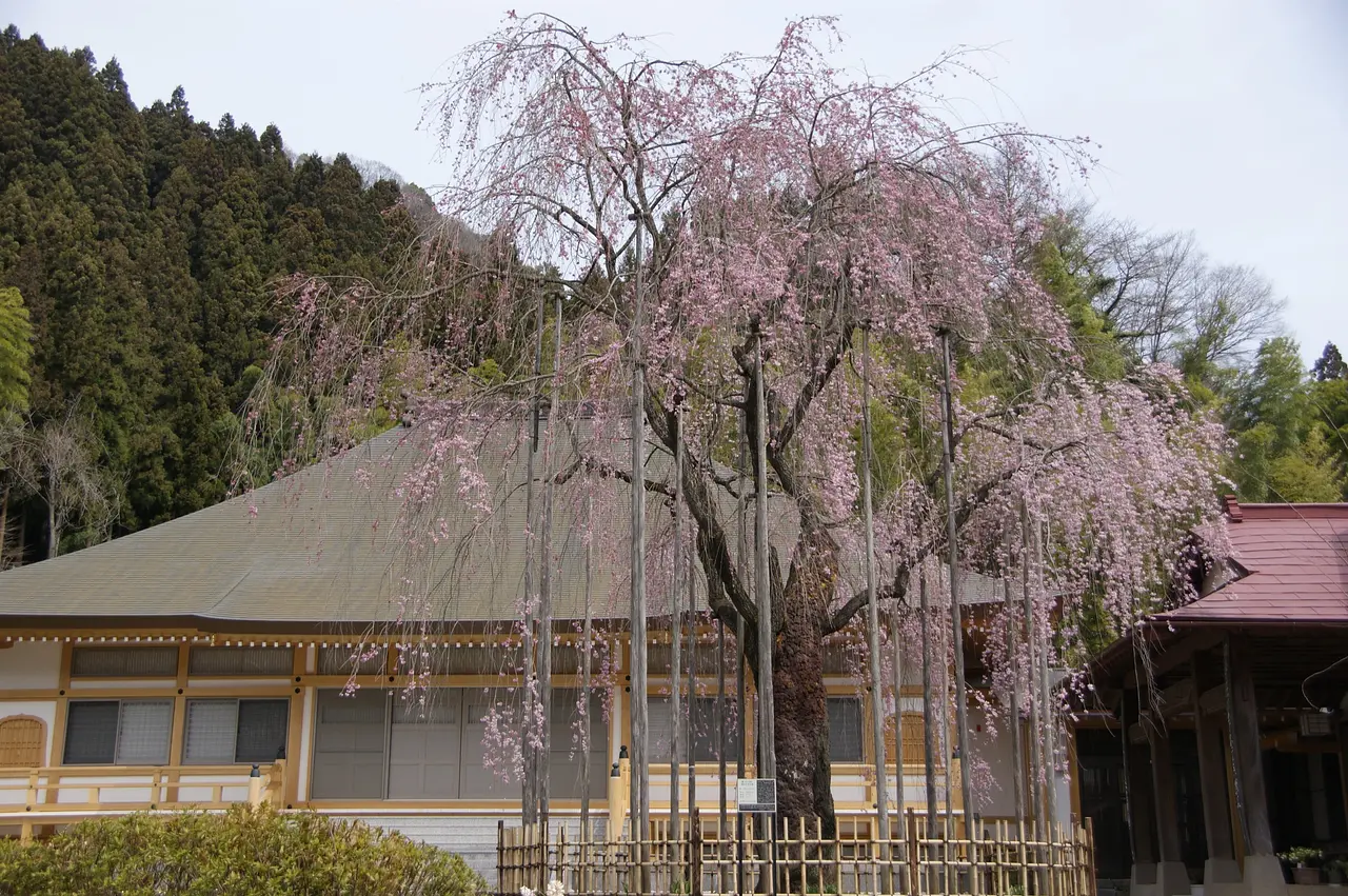 長楽寺　桜（下仁田町）