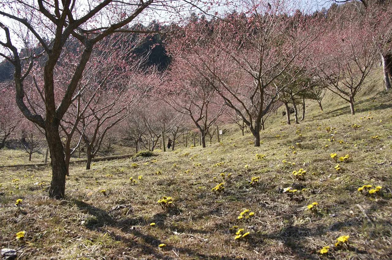 あぶだ福寿草の里（下仁田町）