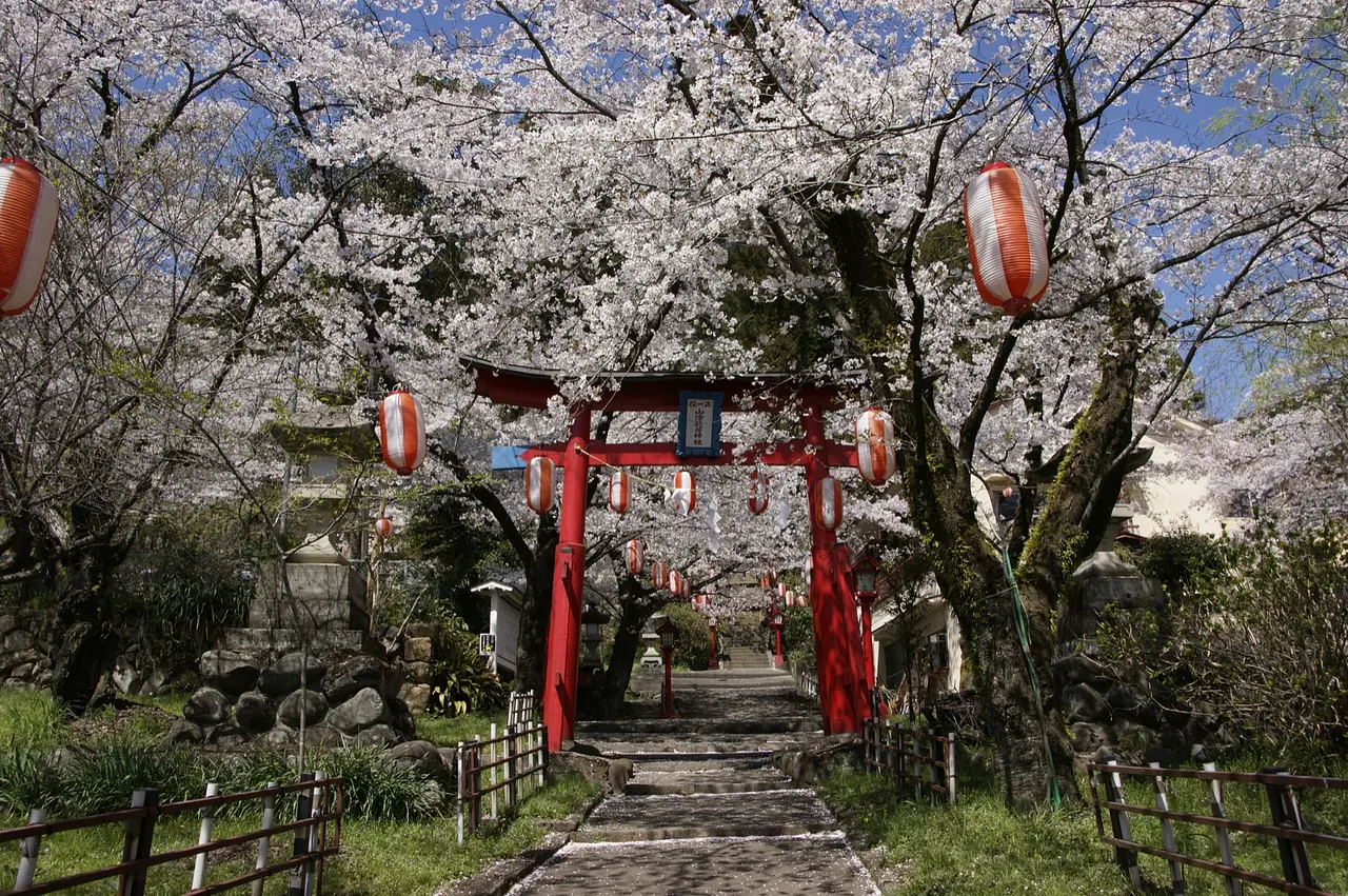 山際公園　桜（下仁田町）