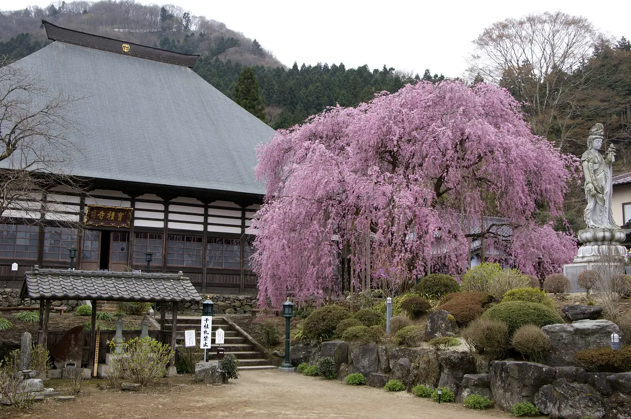 宝積寺のしだれ桜（甘楽町）