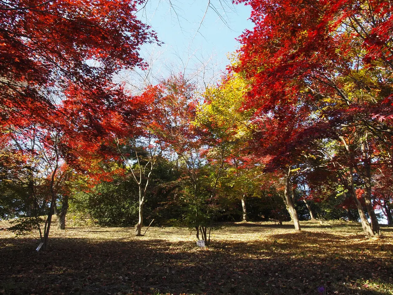 紅葉山公園（甘楽町）