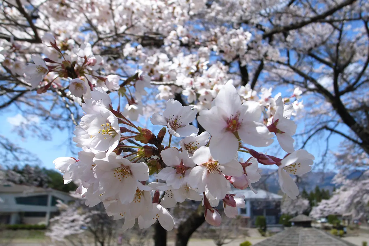 伊参スタジオ　桜（中之条町）