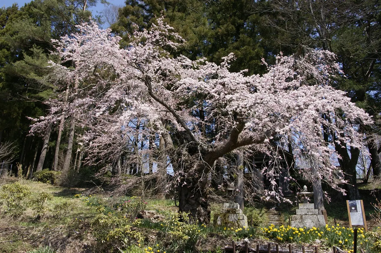 小倉のしだれ桜（中之条町）