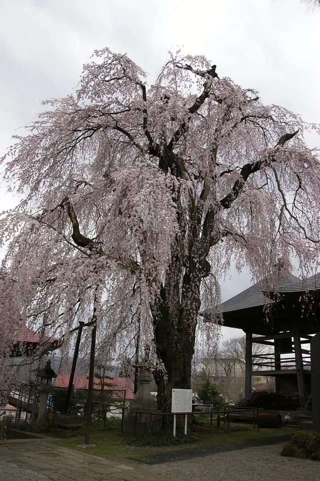 林昌寺のしだれ桜（中之条町）