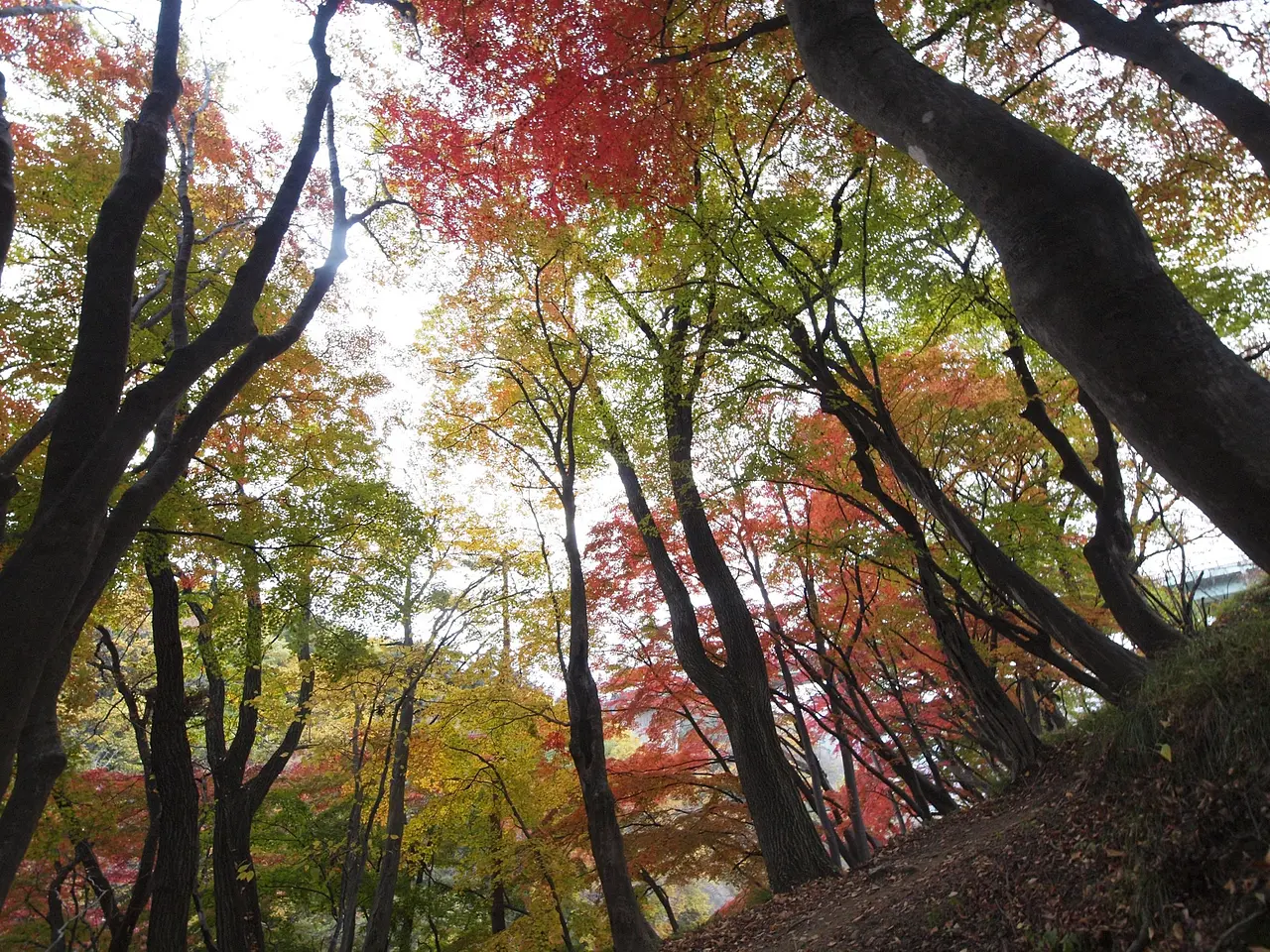 もみじ公園（みなかみ町）