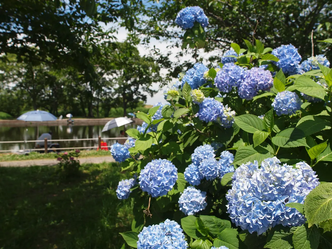 群馬の水郷公園　あじさい（板倉町）