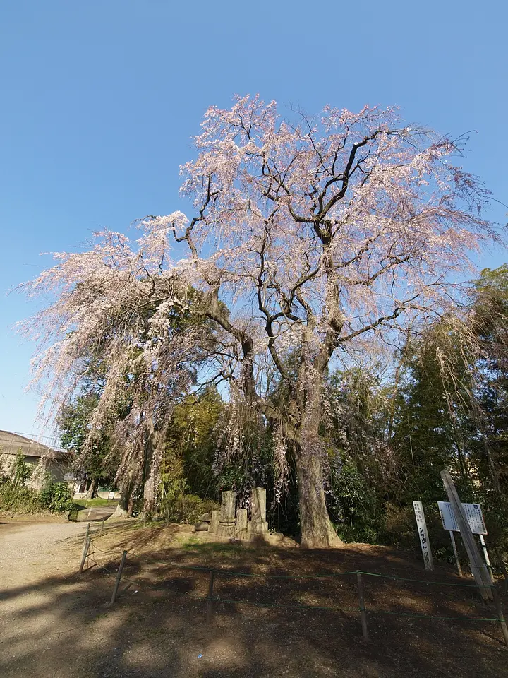 頼母子のしだれ桜（板倉町）