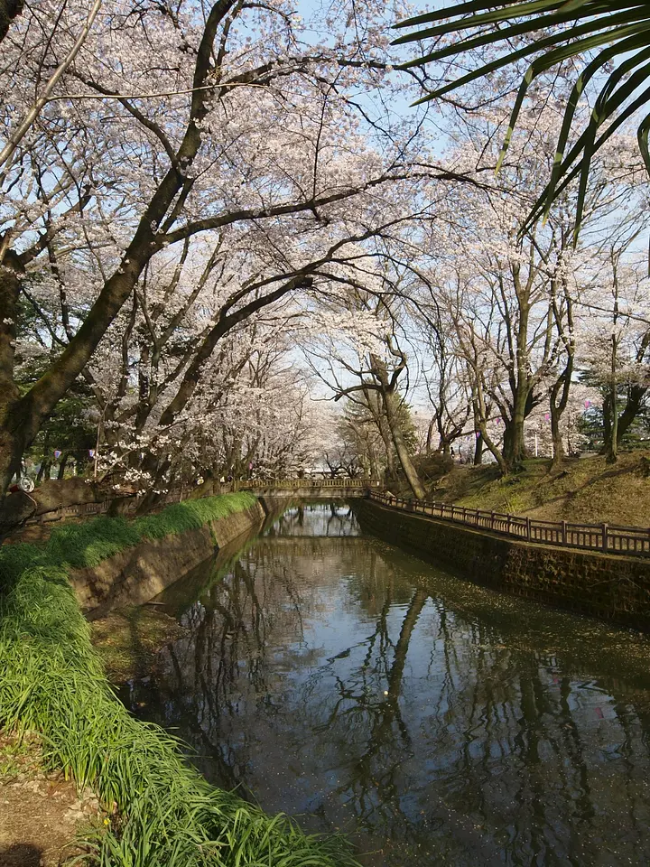 城之内公園　桜（大泉町）