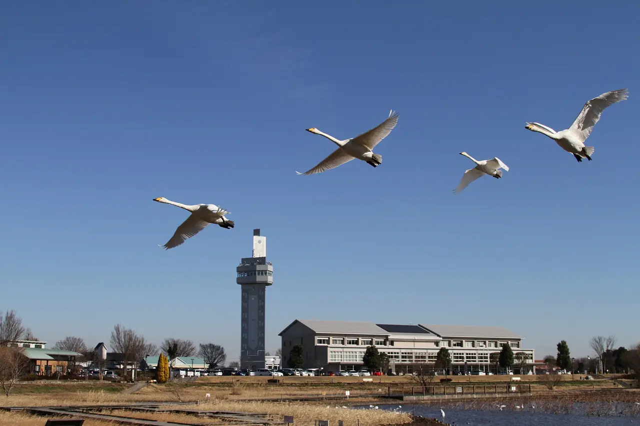 おうら中央公園の白鳥（1）（邑楽町）