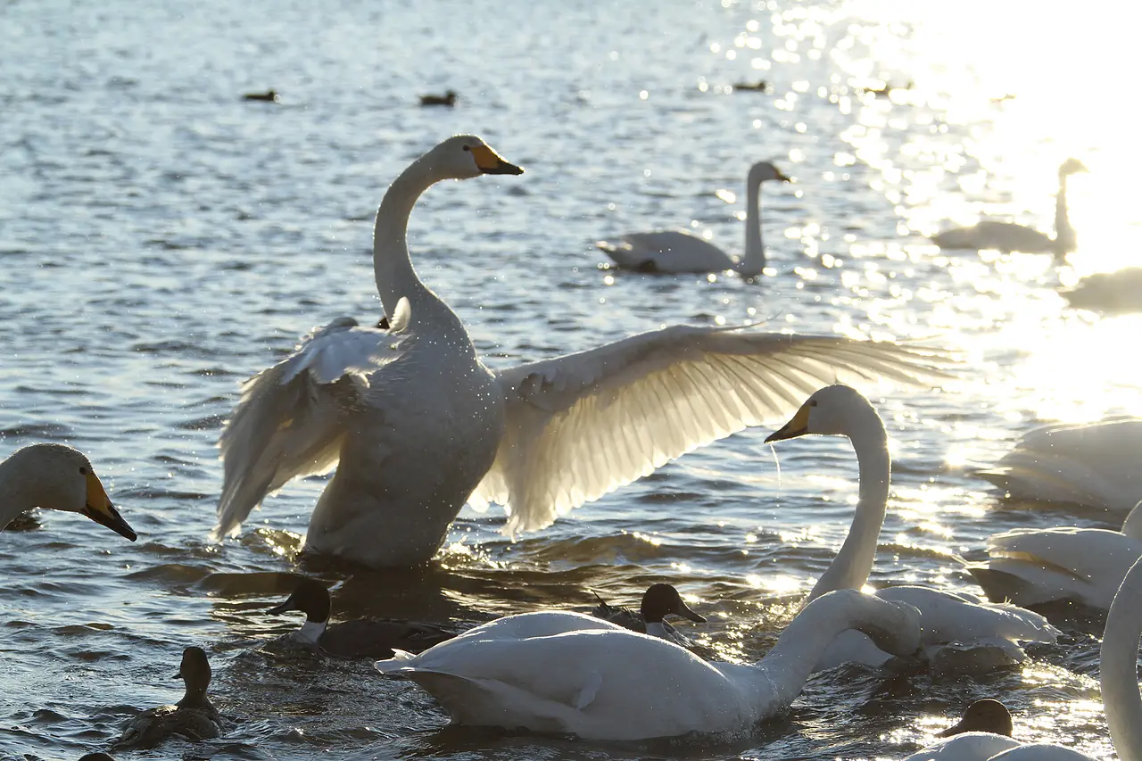 多々良沼の白鳥（邑楽町）