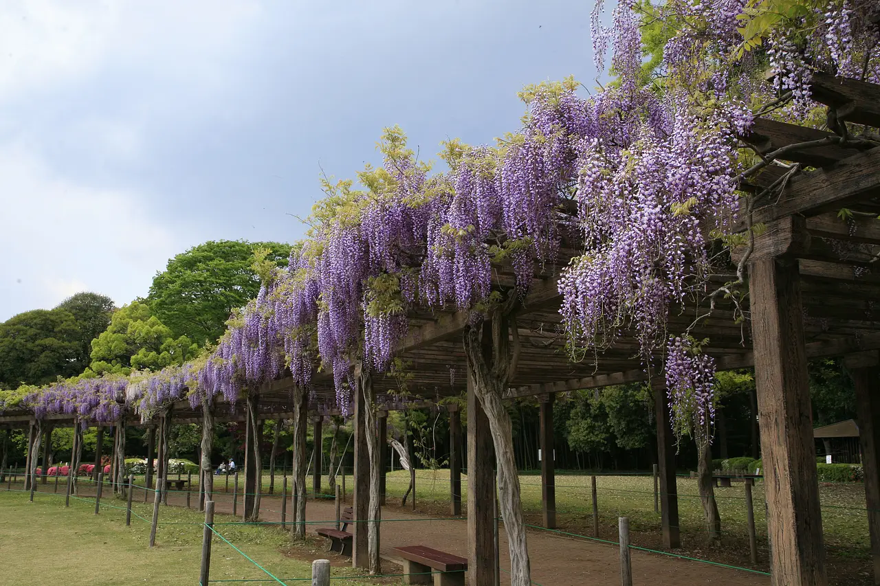 多々良沼公園の藤棚（邑楽町）