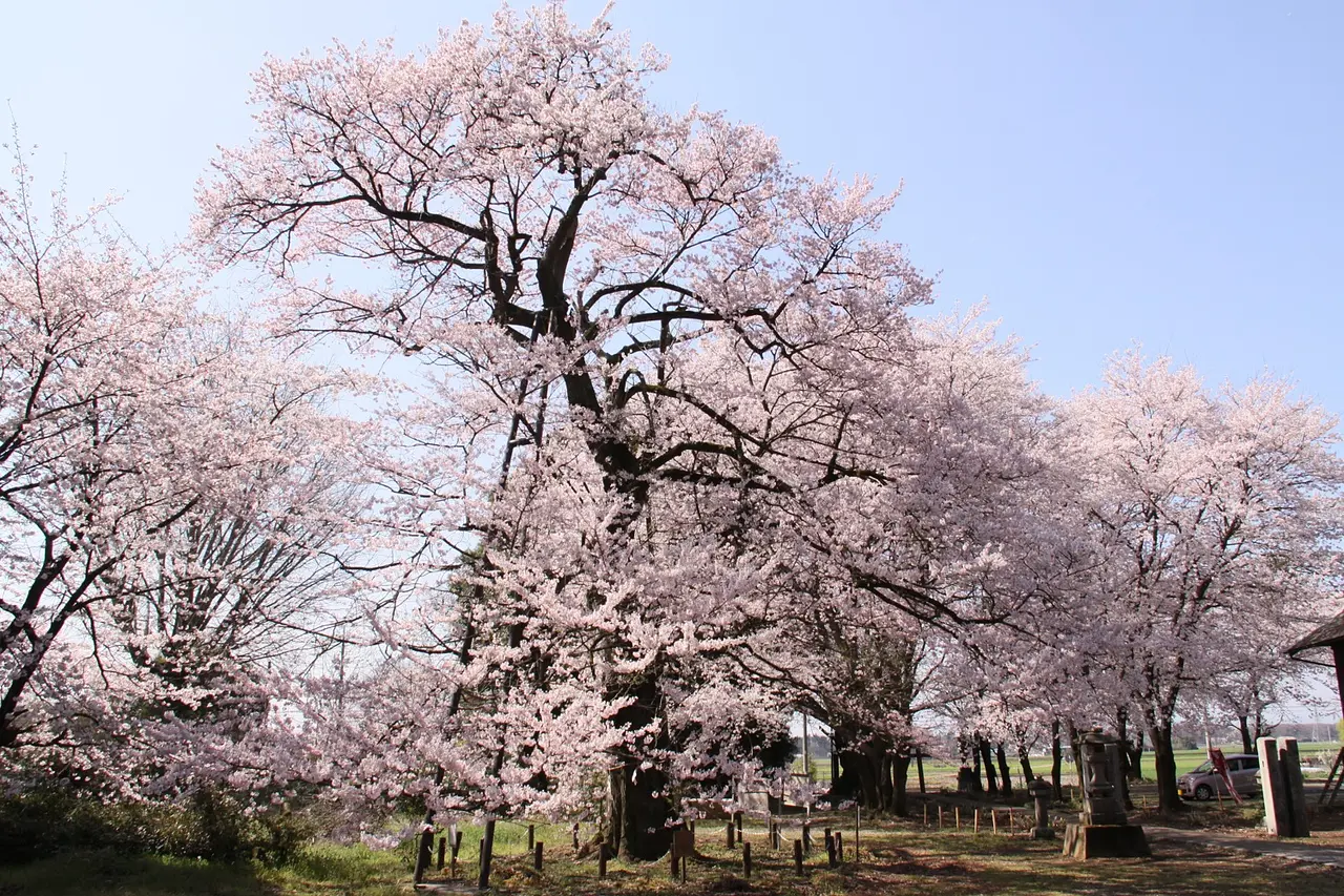 長柄神社の桜「エドヒガン」（邑楽町）