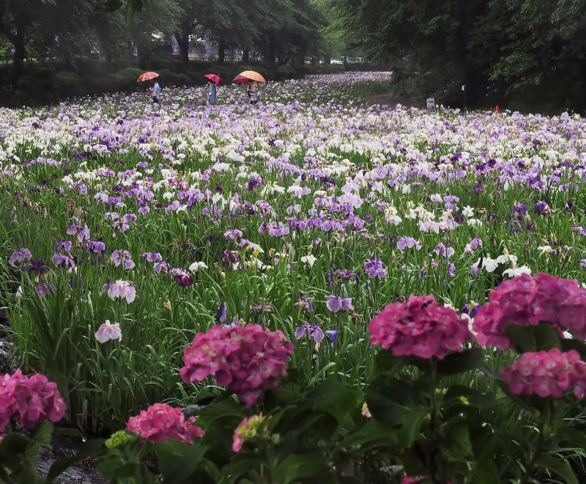 国指定史跡　女堀　赤堀花しょうぶ園（4）（伊勢崎市）