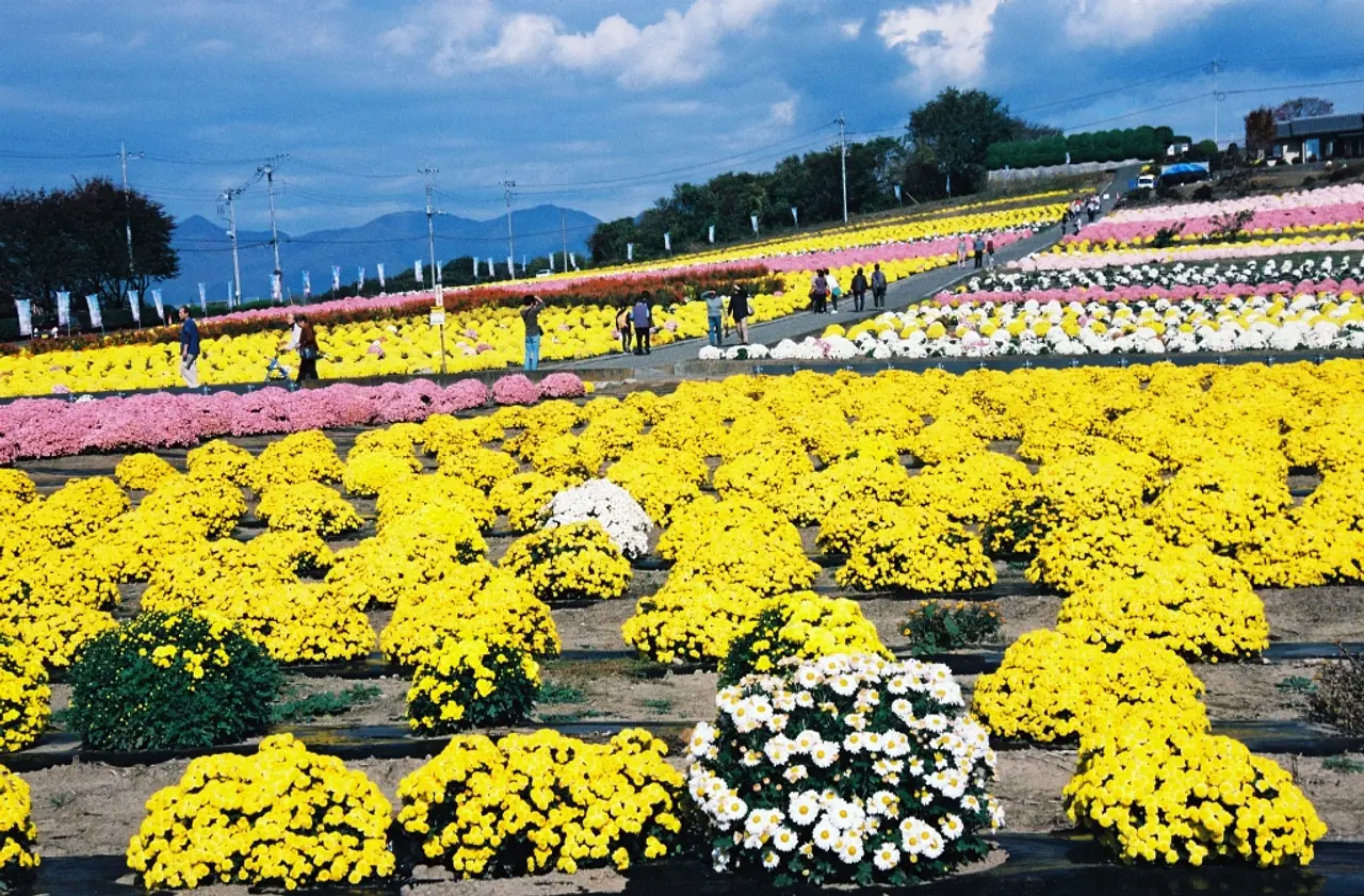 あかぼり小菊の里（2）（伊勢崎市）