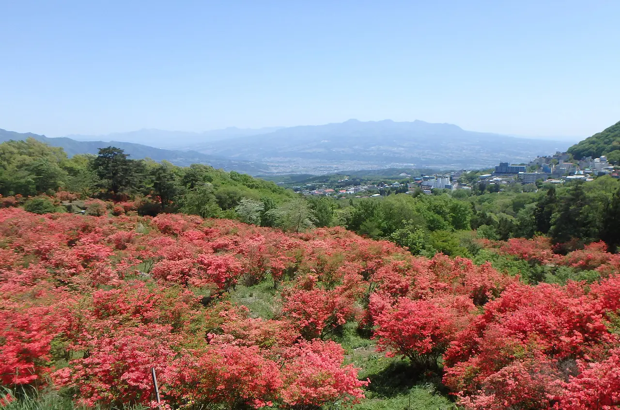 長峰公園　ツツジ（2）（渋川市）