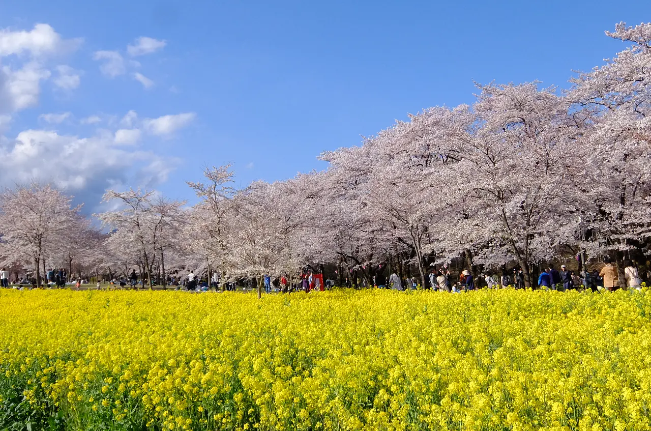 赤城南面千本桜（3）（前橋市）