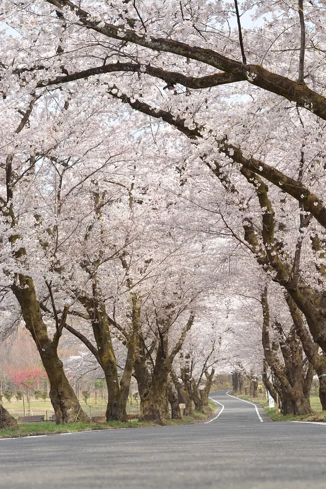 赤城南面千本桜（4）（前橋市）