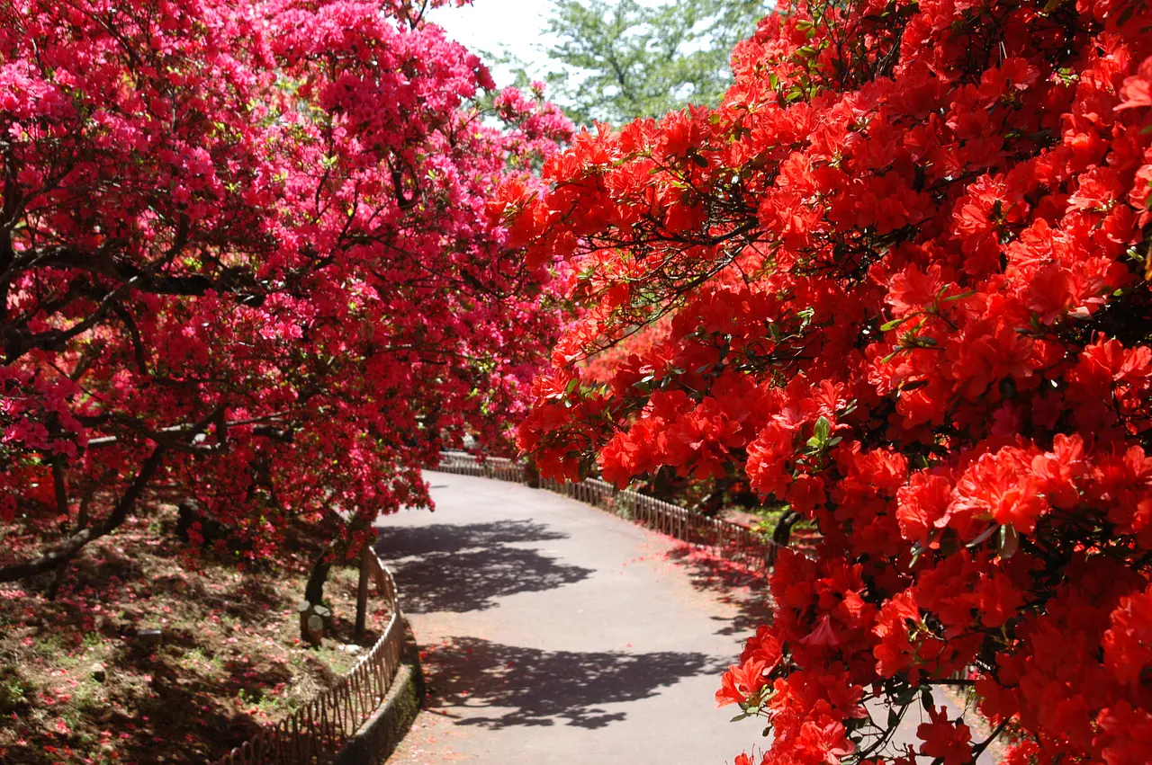 華蔵寺公園（6）（伊勢崎市）