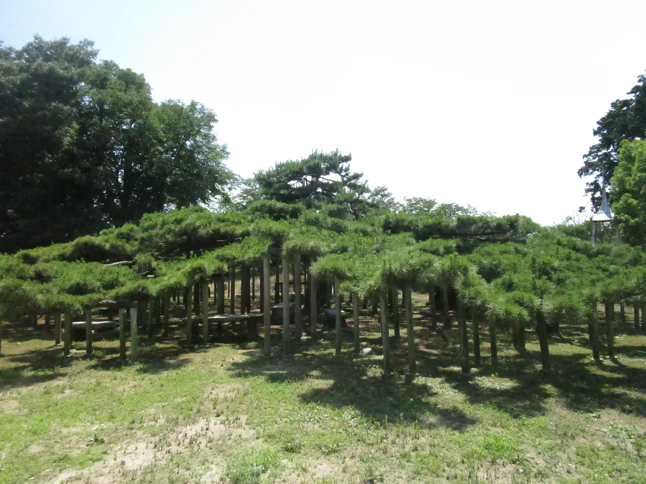 連取のマツ（伊勢崎市）