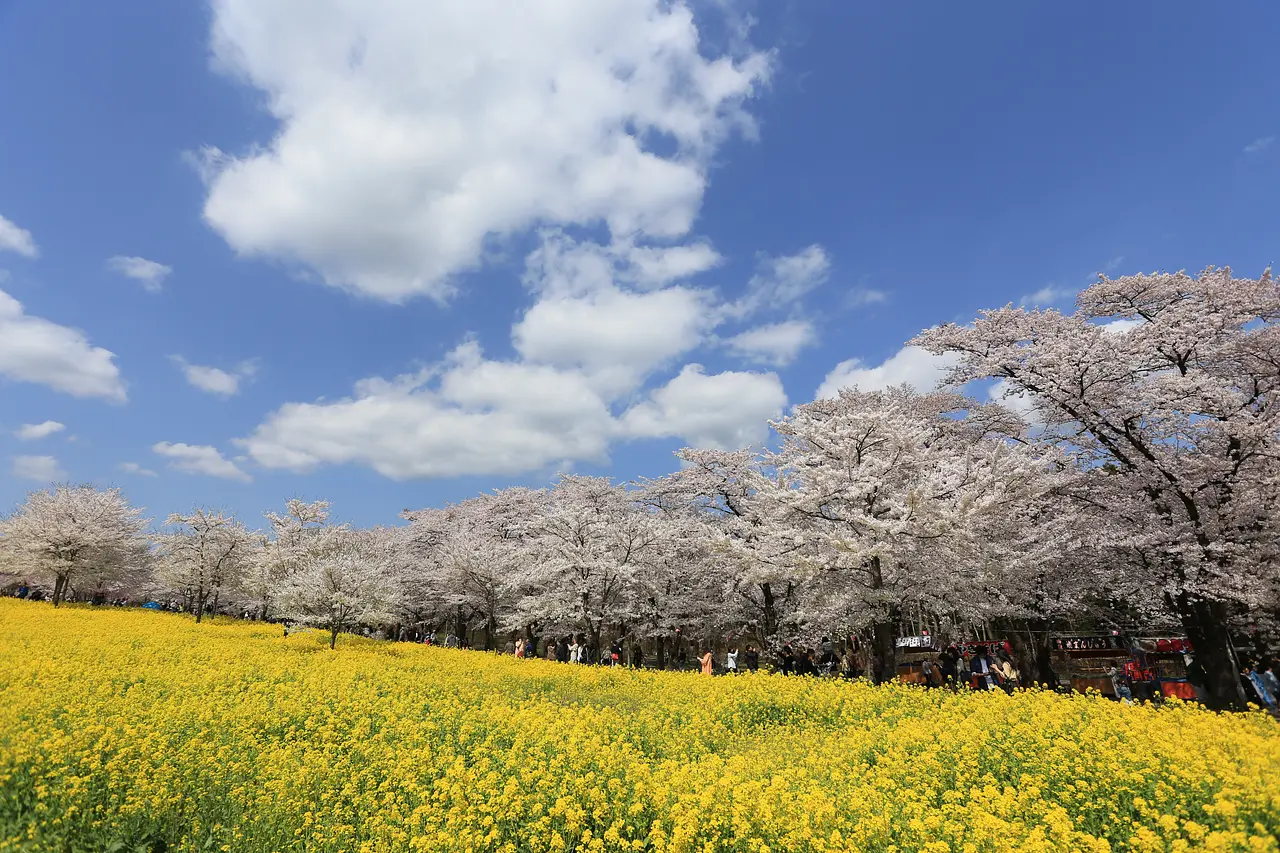 赤城南面千本桜（5）（前橋市）