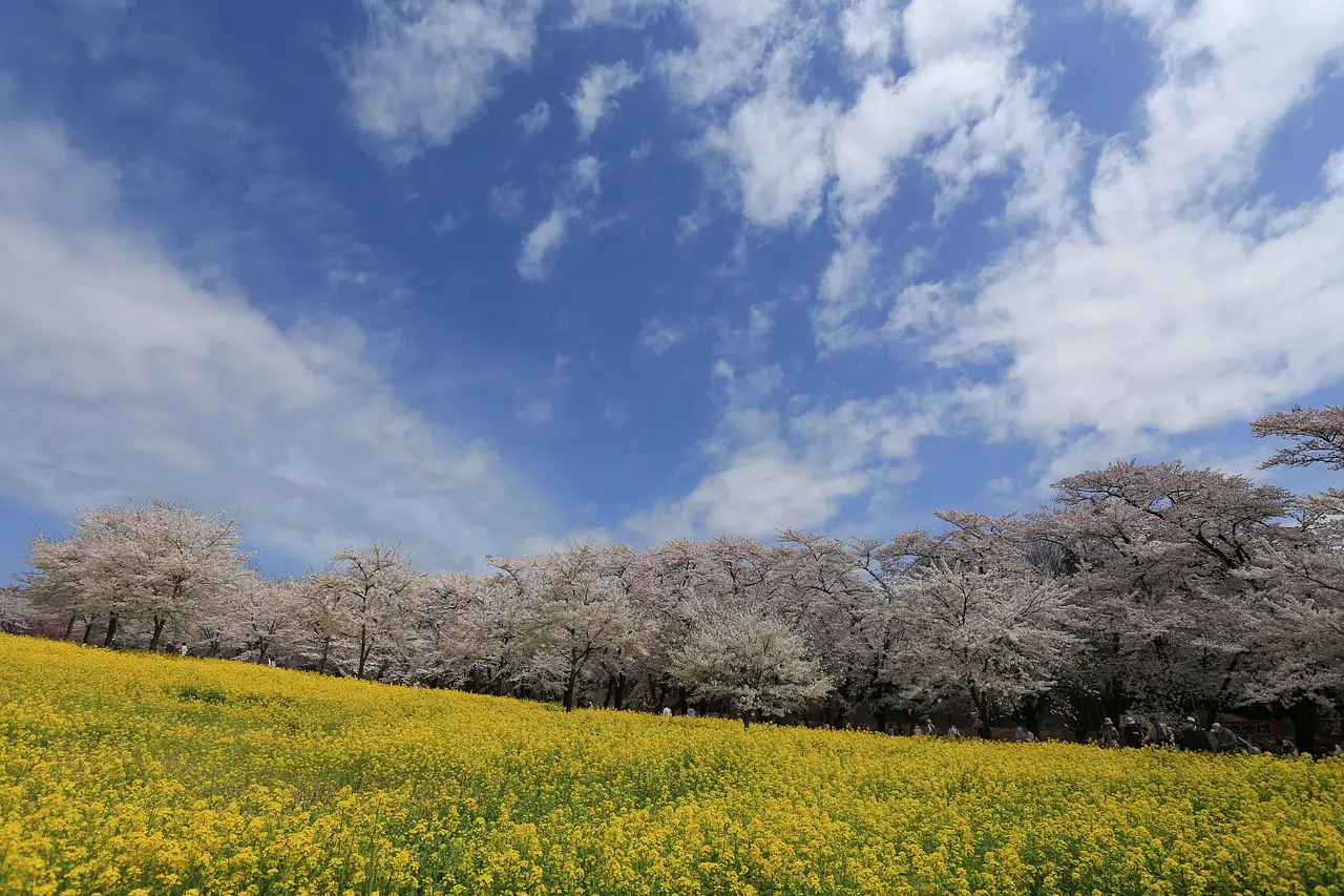 赤城南面千本桜（6）（前橋市）