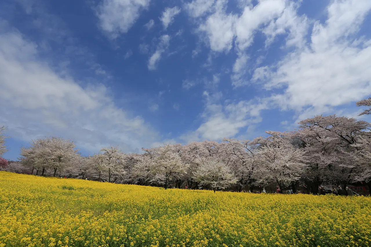 赤城南面千本桜（7）（前橋市）