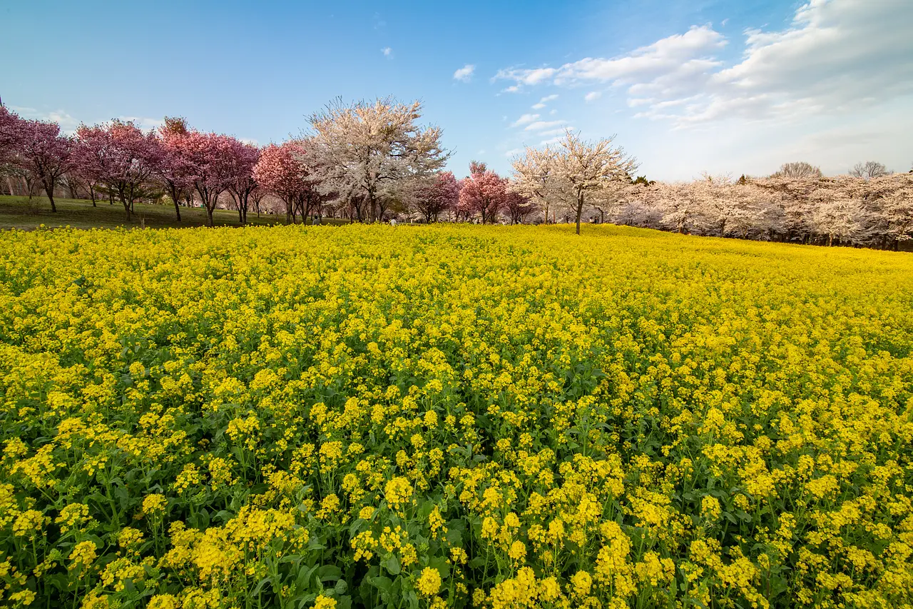 赤城南面千本桜（8）（前橋市）