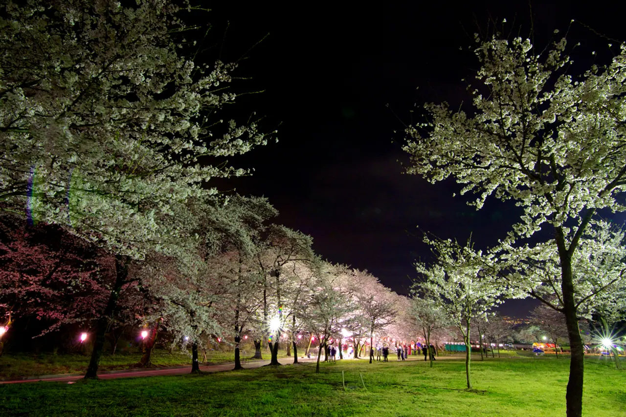 赤城南面千本桜（9）（前橋市）