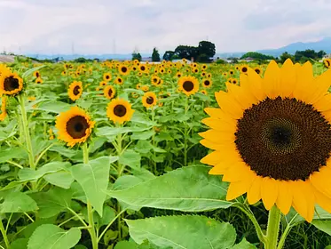 はにわの里公園近くのひまわり畑（ひまわり迷路）