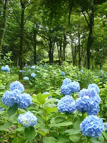 渋川市総合公園（アジサイ）