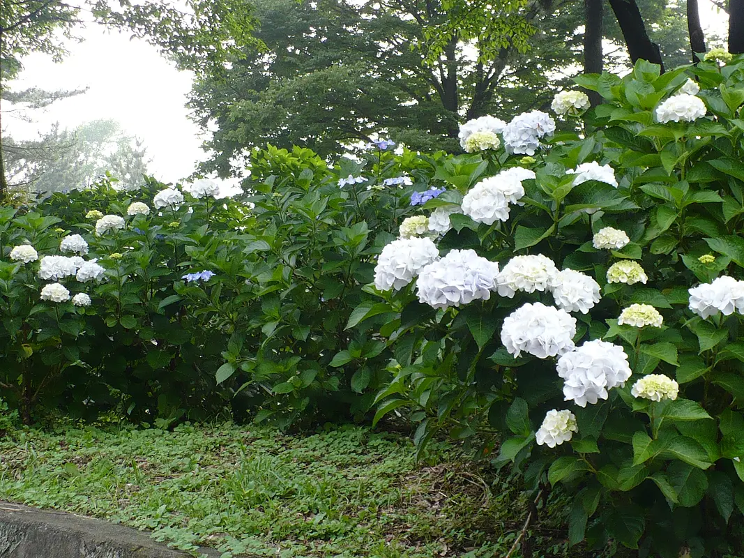 31_1.渋川総合公園.jpg