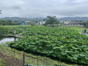 神成　古代蓮の里