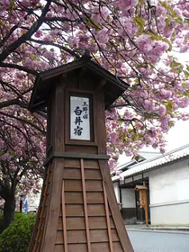 白井宿八重桜