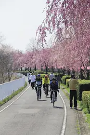 漆原しだれ桜並木