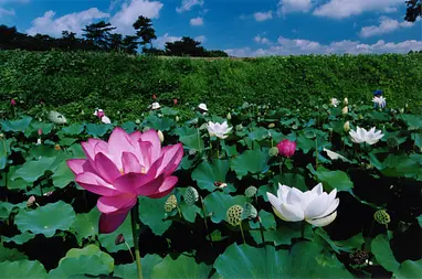 あかぼり蓮園