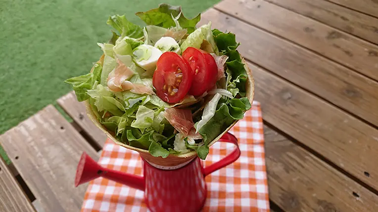 LACTUCA