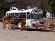 サファリパーク1