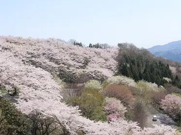 ふじおか桜まつり（桜山公園）