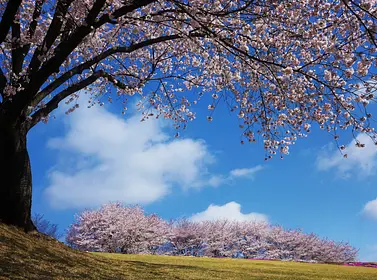 ふじおか桜まつり（ふじの咲く丘）