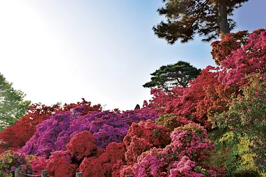 つつじが岡公園