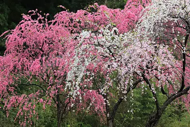 小夜戸・大畑(さやど・おおはた)花桃街道