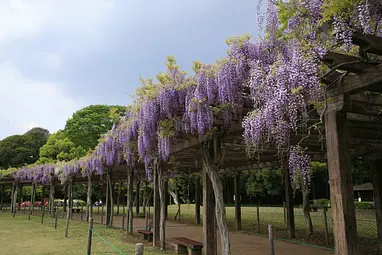 県立多々良沼公園